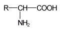 obecn vzorec aminokyseliny